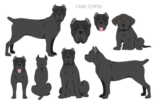 Cane Corso Puppy Images – Browse 120 Stock Photos, Vectors, and Video