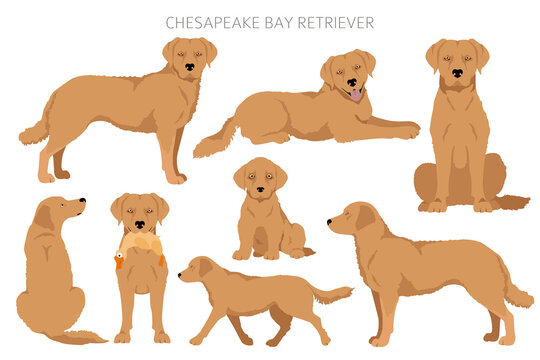 Chesapeake bay retriever clipart. Different poses, coat colors set