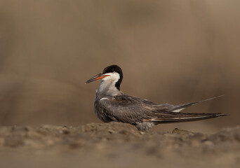 Portrait of a White-cheeked Tern at Asker marsh, Bahrain