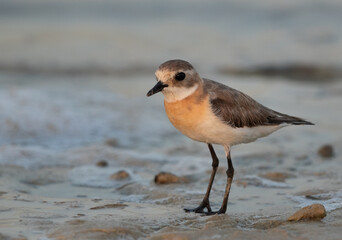Lesser sand plover in breeding plumage at Busaiteen coast