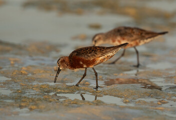 Curlew Sandpiper in breeding plumage feeding at Busaiteen coast of Bahrain