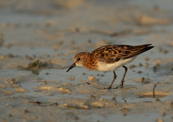 Closeup of a Little Stint feeding druing low tide at Busaiteen coast, Bahrain