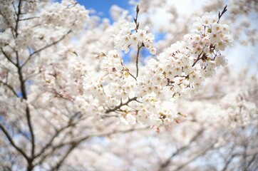 blooming tree　桜　さくら　四季　春　日本