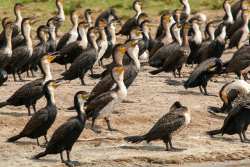 white breasted cormorants in Uganda