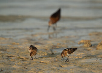 A pair of Little Stint feeding with curlew sandpiper at the backdrop druing low tide at Busaiteen coast, Bahrain