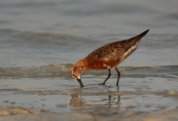 Closeup of a Curlew Sandpiper in breeding plumage at Busaiteen coast of Bahrain