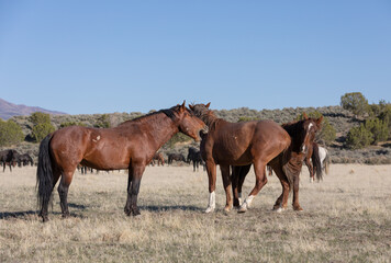 Fototapeta na wymiar Wild Horse Stallions in the Utah Desert