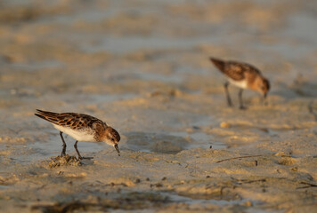 Little Stint feeding druing low tide at Busaiteen coast, Bahrain