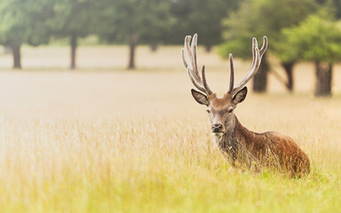 Stag deer in the golden light