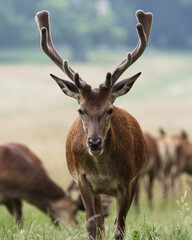 Stag deer portrait in the forest