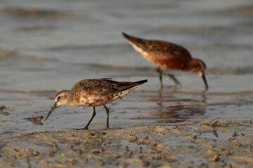 Curlew Sandpiper feeding at Busaiteen coast of Bahrain