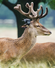 stag deer with bird