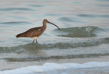 Eurasian curlew during high tide at Busaiteen coast, Bahrain