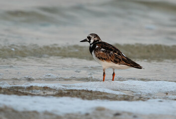 Ruddy Turnstone at Busaiteen coast, Bahrain