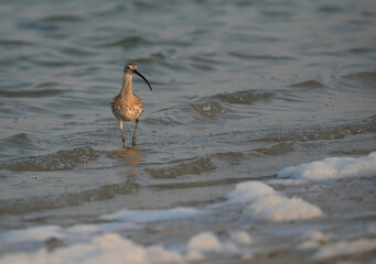 Portrait of a Eurasian curlew, Busaiteen coast, Bahrain