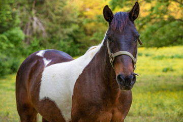 Horse in a shaded pasture in rural Tennessee
