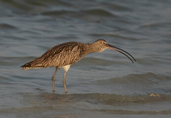 Eurasian curlew feeding at Busaiteen coast, Bahrain