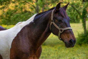 Obraz premium Horse in a shaded pasture in rural Tennessee