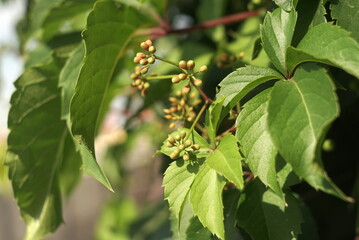 Natural Young Green Wild Grapes