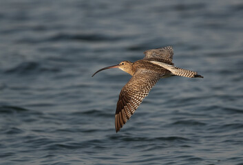 Eurasian curlew flying at Busiateen coast, Bahrain