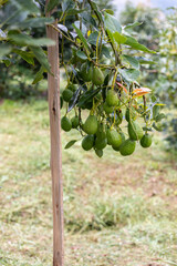 Fototapeta na wymiar vertical photograph of a branch of an avocado tree with many fruits
