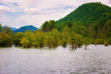 Fototapeta na wymiar Cryprus Trees in Wauntaga Lake, Tennessee, USA