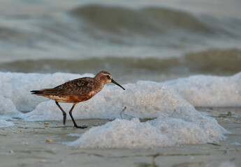 Curlew Sandpiper in the mid of froath at Busaiteen coast of Bahrain