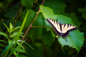 Close up of a Old world swallowtail Butterfly