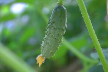 Green prickly cucumber with flower close-up with blurred background.