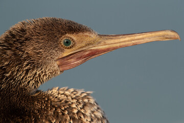 Portrait of a Socotra cormorant with beautiful emerald eys, Busaiteen coast, Bahrain