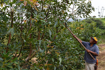 farmer harvesting avocado with a tall scissors