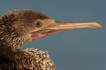 Closeup of a Socotra cormorant, Busaiteen coast, Bahrain