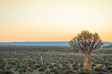 Aloe Dichotoma