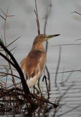 Squacco Heron in the early morning at Asker marsh, Bahrain