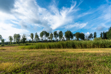 Obraz premium Amazing panoramic view of beautiful green rows of trees at the edge of the field. Rural countryside landscape background. End of summer. Yellow green colors. Fields harvested. Blue sky white clouds.