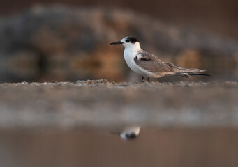 A juvenile White-cheeked Tern at Asker marsh, Bahrain
