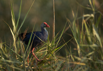 Grey-headed Swamphen in its habitat at Asker Marsh, Bahrain