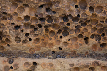 Closeup of holes drilled in rock by bivalve mollusks known as piddock clams (Pholas dactylus), common along the Pacific coast
