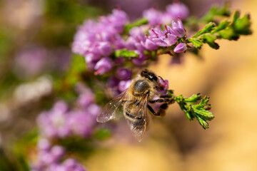 honeybee on the blossoms from a heather at a sunny summer day