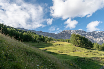Grazing horses, trail to Val Zebrù, Bormio, Italy