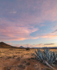 Agave sunrise