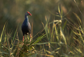 Grey-headed Swamphen in green at Asker Marsh, Bahrain