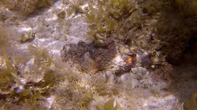 Stonefish lies on seabed among the algae in the sunrays. Reef Stonefish (Synanceia verrucosa). Slow motion