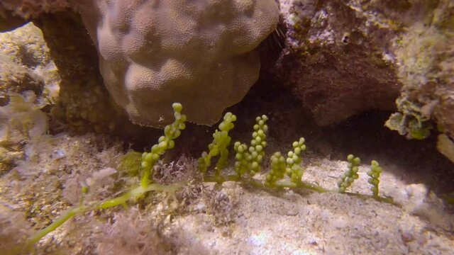 Sea grapes of Sea Grape (Caulerpa racemosa). Close-up, underwater shot