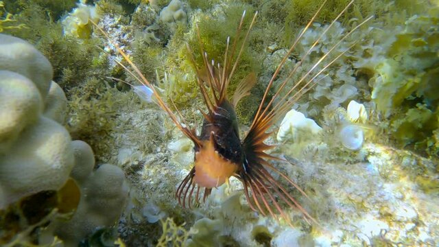 Radial Firefish or Red sea lionfish (Pterois radiata, Pterois cincta) swims above seabed covered with Peacock's tail (Padina pavonica), Brown algae (Sargassum sp.) and Red algae (Liagora viscida)
