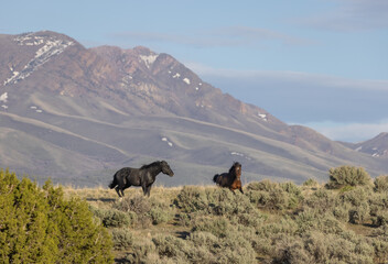 Fototapeta na wymiar Wild Horse Stallions in the Utah Desert