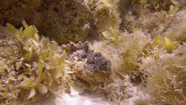 Stonefish lie on sandy seabed among the algae in the sunrays. Reef Stonefish (Synanceia verrucosa). Slow motion