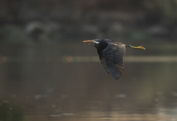 Western reef heron in flight holding nesting material, Tubli bay, Bahrain