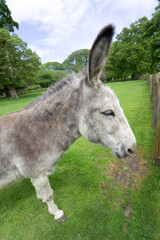 A donkey in Shropshire