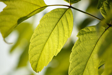 Fototapeta na wymiar Close-up of a leaf, walnut tree, France